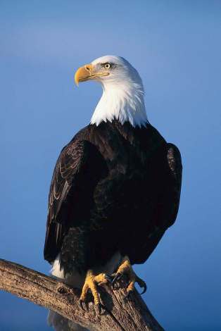 Coach voor meer focus in je leven